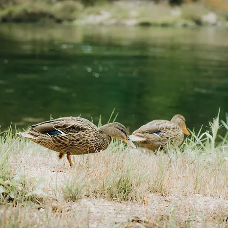 Moonriver Apartment *